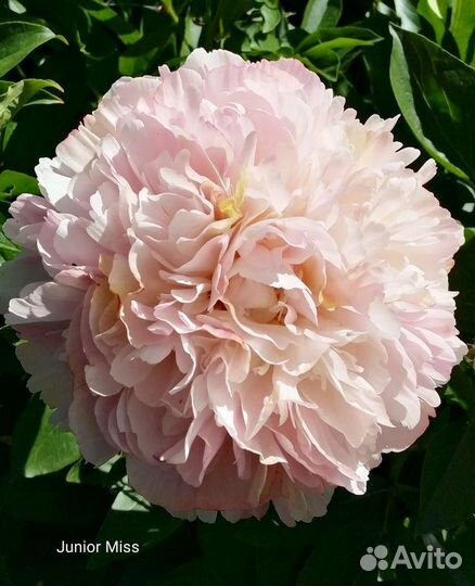 Деленки пиона Джуниор мисс