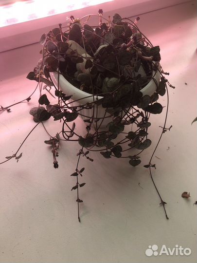 Церопегия вуда