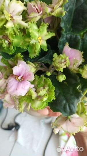 Фиалка сортовая