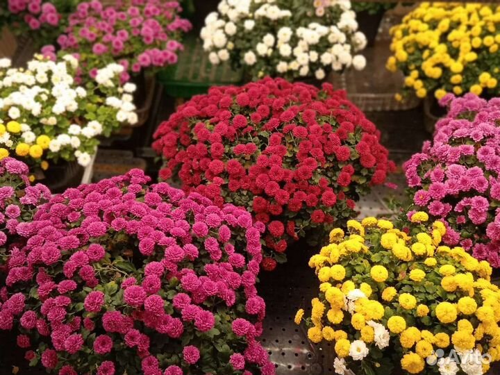 Хризантема ампельная