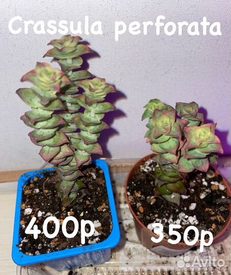 Крассулы разные