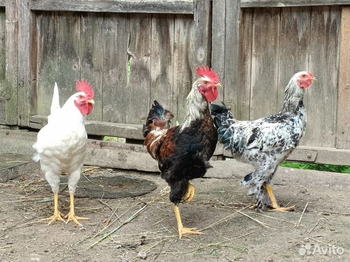 Продам петухов