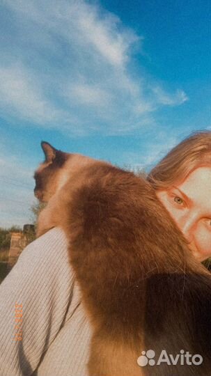 Зооняня, догситтер, кэтситтер