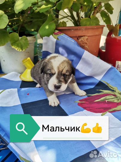Щенки метисы в добрые руки