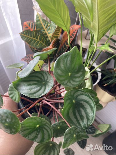 Комнатные цветы