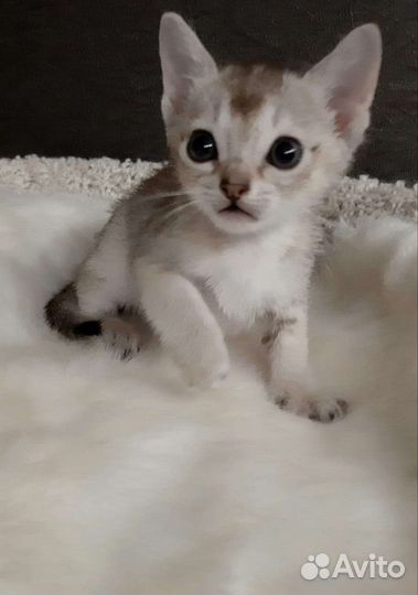 Чудо сингапура