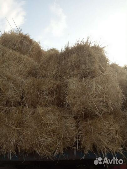 Солома в тюках пшеничная озимая