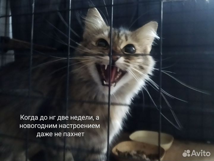 Кошка-филин