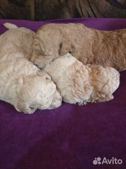 Карликовый пудель девочки