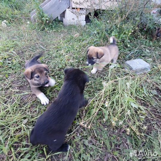 Щенки в добрые руки