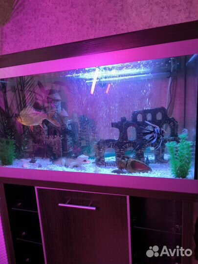 Аквариум с тумбой 150л с рыбками и оборудование
