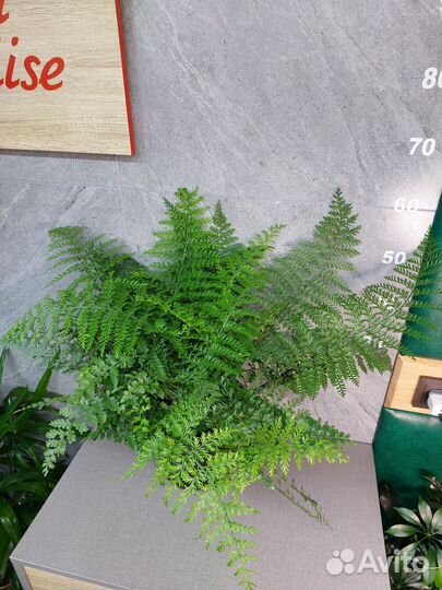 Папоротник асплениум Parvati