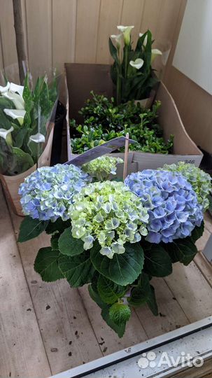 Гортензия, цветет в горшке