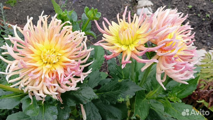 Георгины клубни