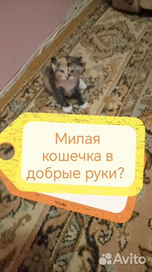 Котята в добрые руки