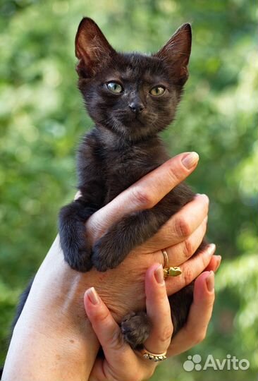 Алиска и Юрик ищут дом