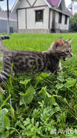 Бенгальский котенок с документамм