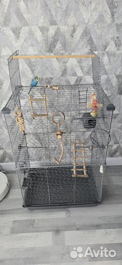 Продам попугая волнистого