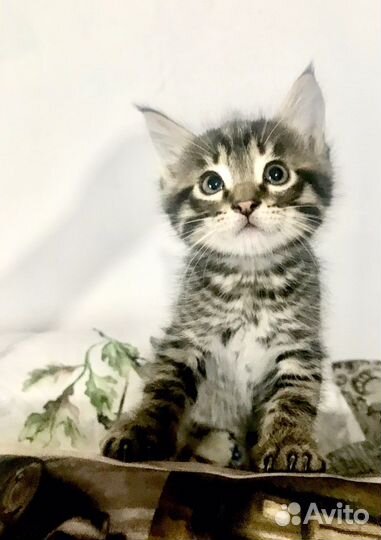 Котята отдам бесплатно