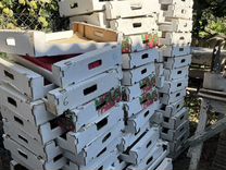 Ящики, лотки, коробки для помидоров