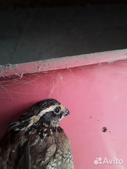 Виргинский перепел