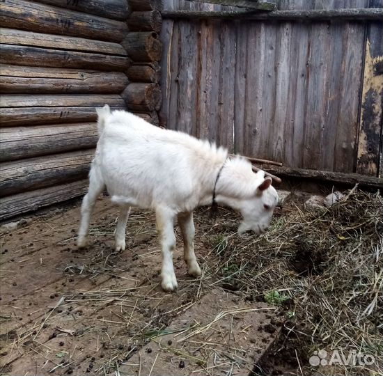 Козлик