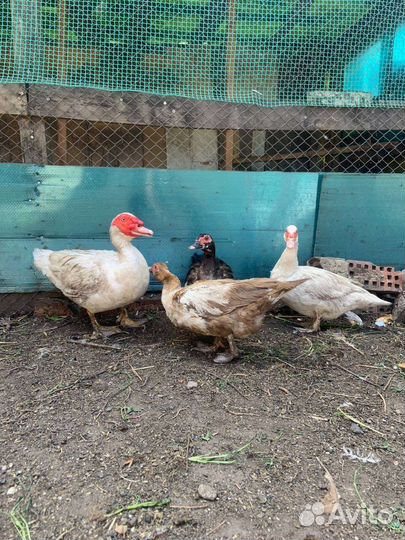 Индоутки - семья. Взрослые куры и семьи