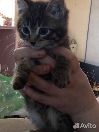 Кошка вацо