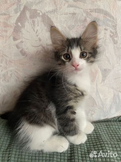 Котята в дар