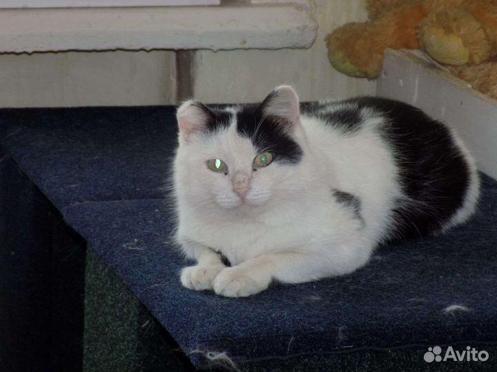 Котейка