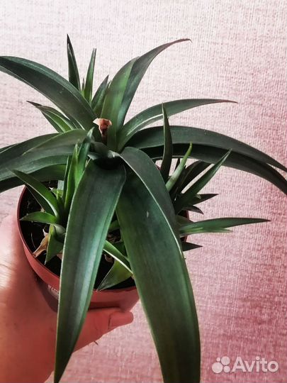 Ананас комнатный