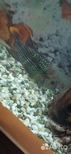 Акара бирюзовая и цихлида