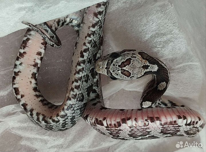 Змея маисовый полоз анери