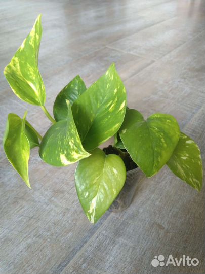 Эпипремнум золотистый