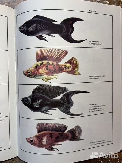 А.М Кочетков Экзотические рыбы