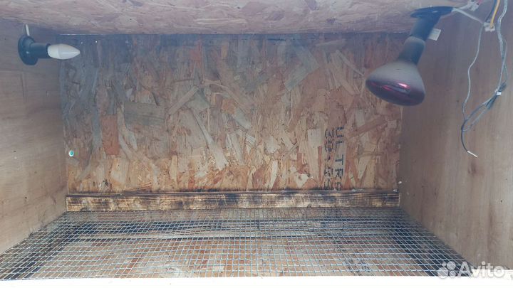 Брудер для цыплят бу