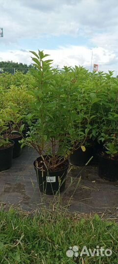 Гортензия саммер лав зкс