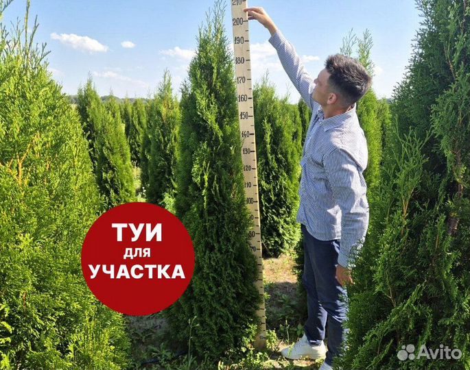 Туя смарагд рост 198 см /опт 150 шт
