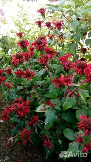 Монарда или Бергамот садовый