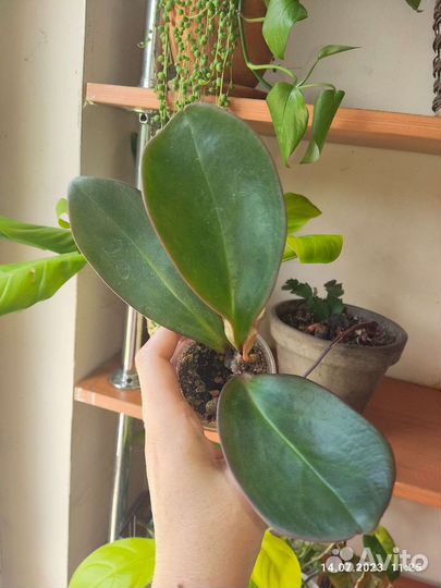 Пеперомия каперата пинк марбл, ред маргин