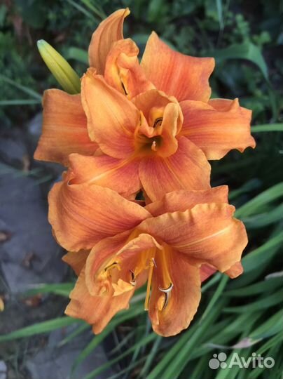 Лилейники сортовые