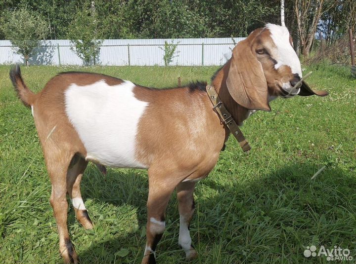 Вязка. Чистокровный нубиец с документами