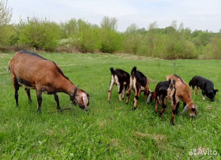 Англо нубийские козы
