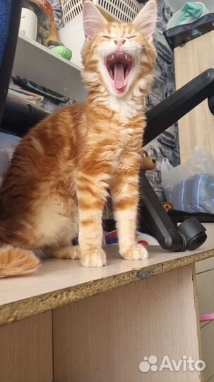 Кошка мейкун