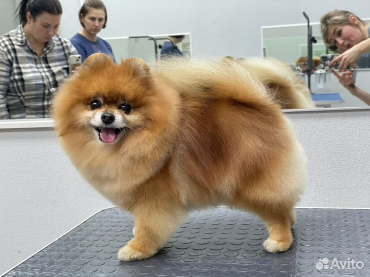 Стрижка собак в качестве модели