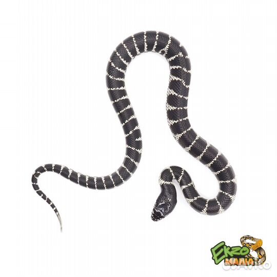 Королевские змеи калифорнийские