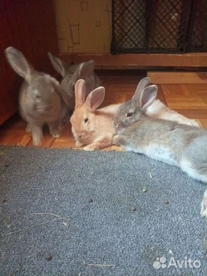 Декоративные кролики