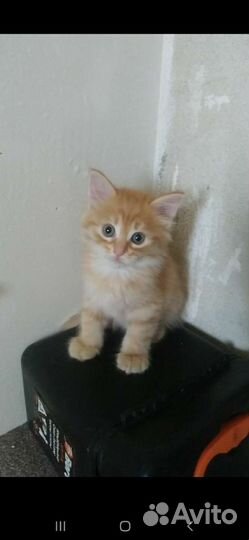 Кошка в дар