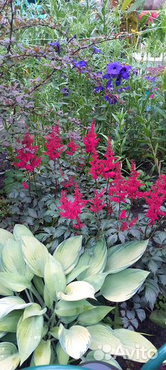 Эхинацея, бальзамин, пеларгония, флокс