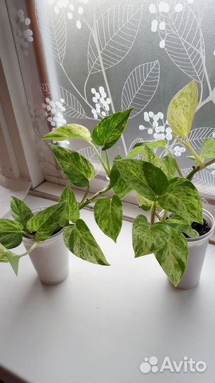 Сциндапсусы, Каланхоэ